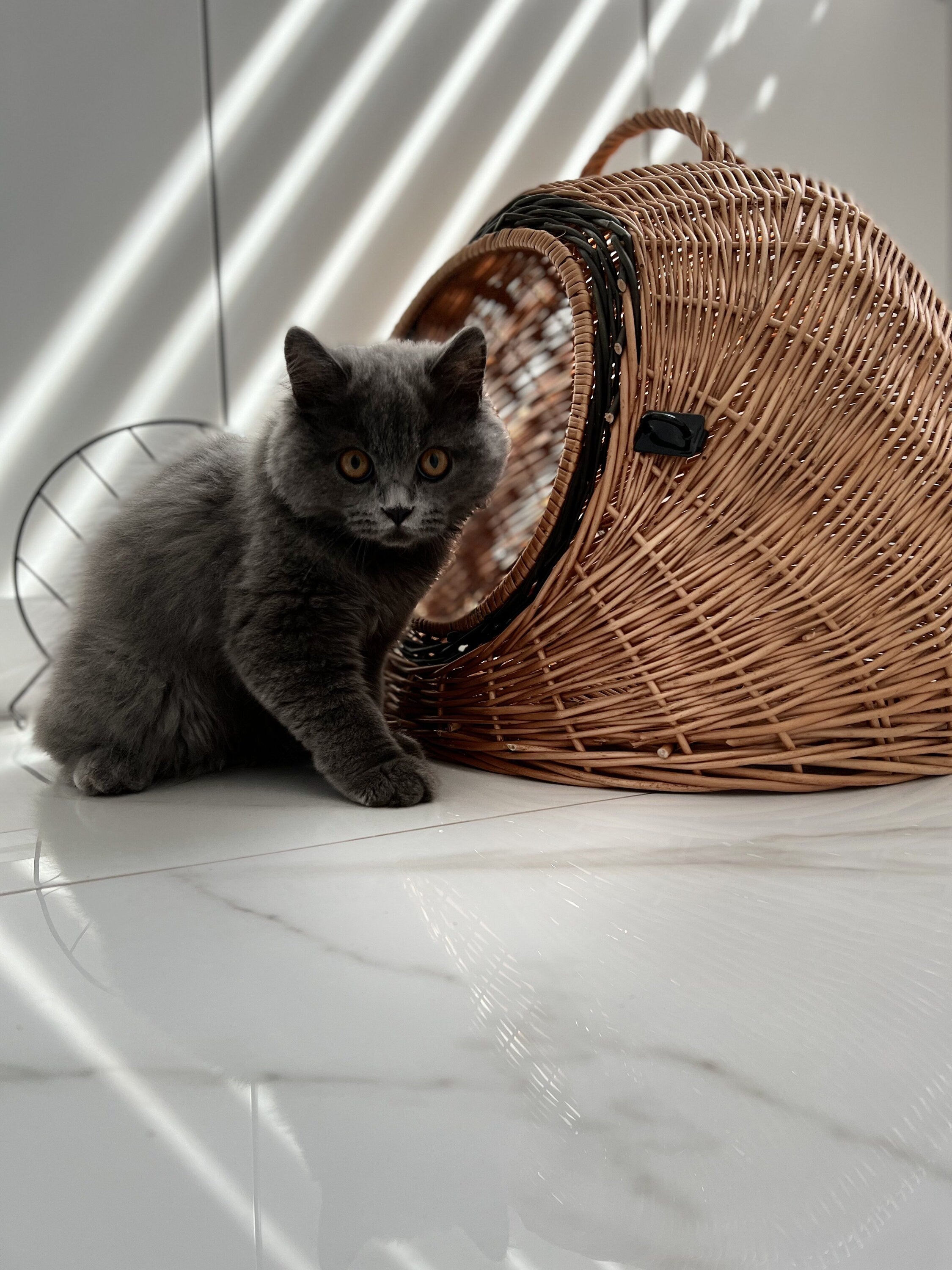 Wicker Pet Carrier, Pet Basket, House for animals